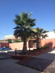 barcelona palm trees